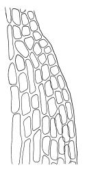 Trematodon suberectus, laminal cells at margin of shoulder. Drawn from G. Brownlie 463, CHR 428081.
 Image: R.C. Wagstaff © Landcare Research 2016 